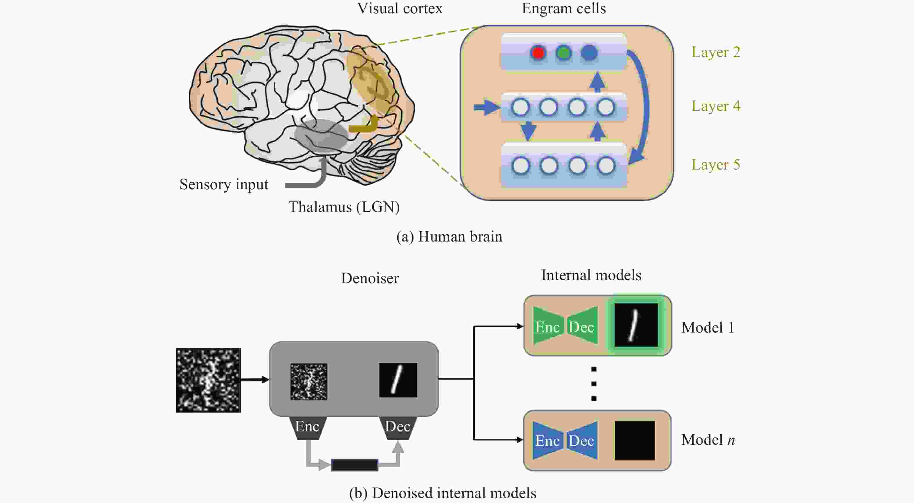 Denoised Internal Models: A Brain-inspired Autoencoder Against ...